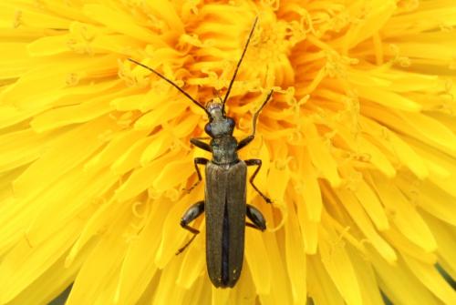 Oedemera virescens